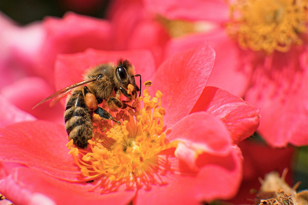 découvrez tout sur les api : définition, fonctionnement et exemples d'utilisation pour intégrer et connecter vos applications facilement.