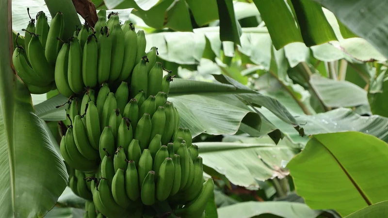 Comment cultiver la nano banana